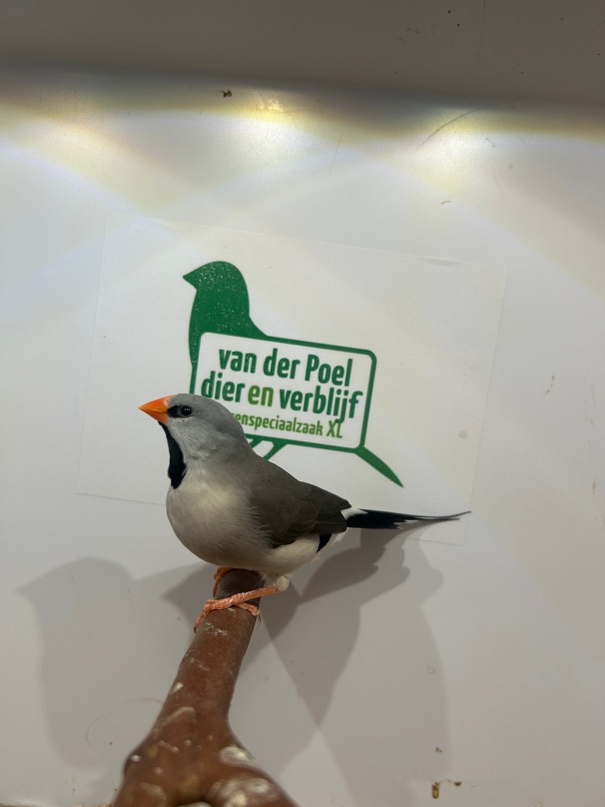 3-3 spitsstaart amadine grijs, Dieren en Toebehoren, Vogels | Overige Vogels, Meerdere dieren, Tropenvogel, Geringd