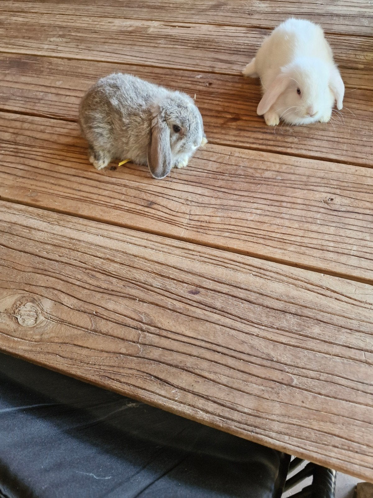 Nederlandse Dwerghangoren, Meerdere dieren, Dwerg