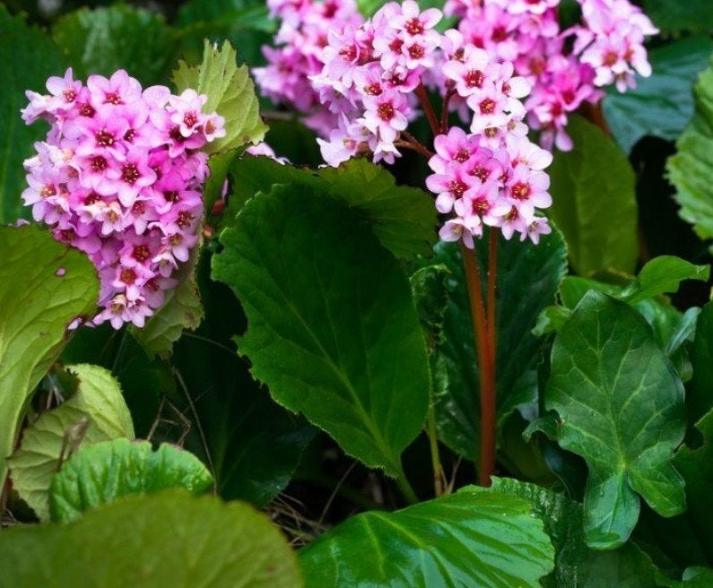 Schoenlappersplant - Bergenia, Tuin en Terras, Planten | Tuinplanten, Ophalen, Overige soorten, Volle zon