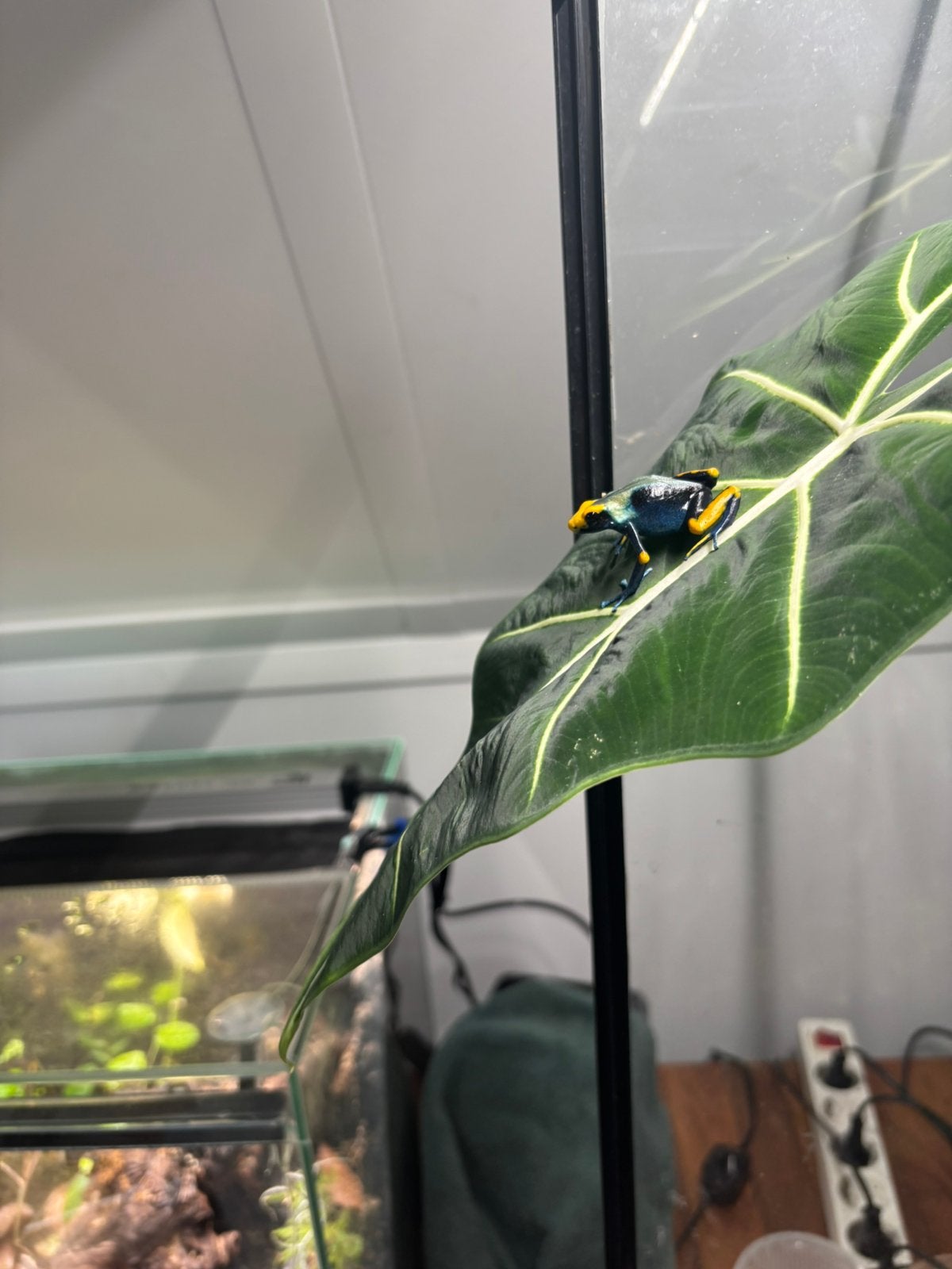 Pijlgifkikker Frog photo 3