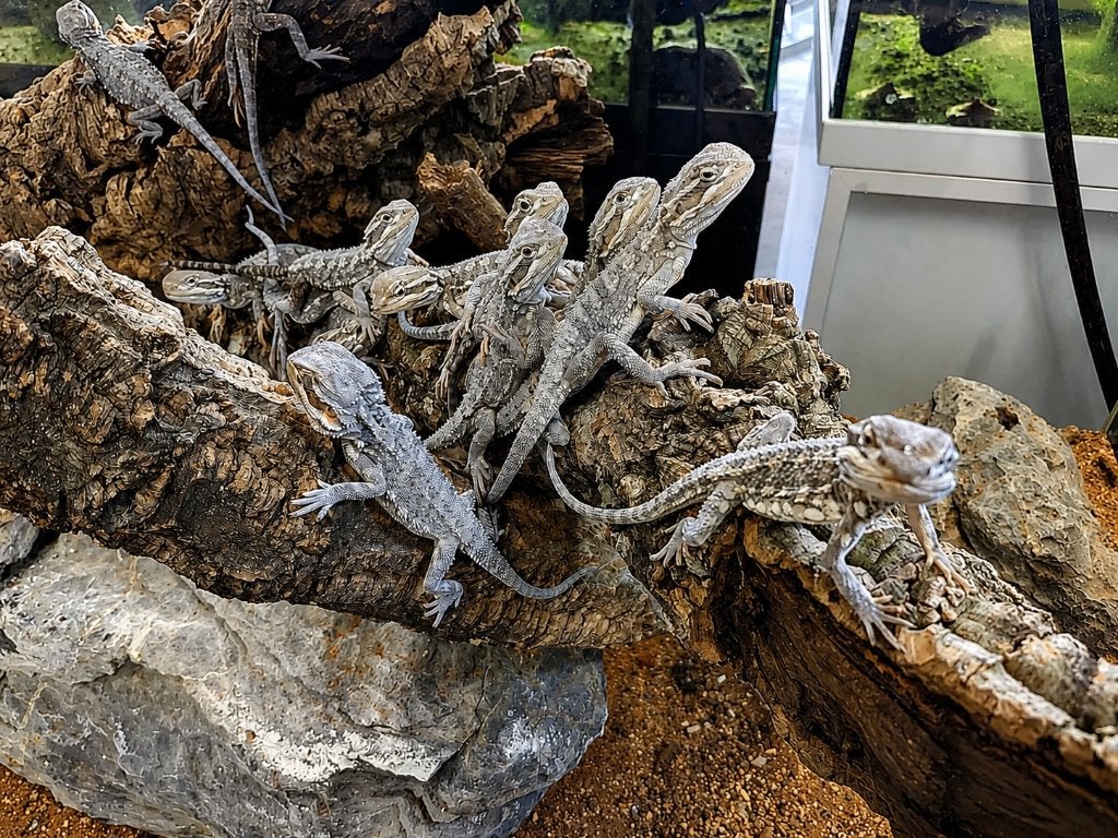 Dwergbaardagamen (Pogona henrylawsoni), Dieren en Toebehoren, Reptielen en Amfibieën, Hagedis, 0 tot 2 jaar