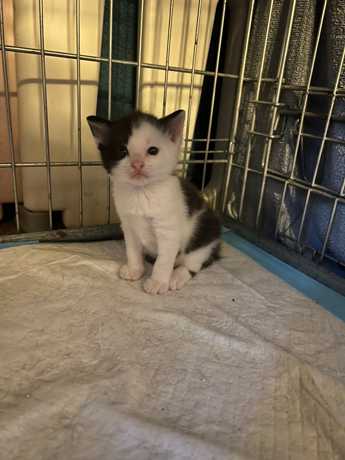 Maine Coon  en Europese korthaar, Meerdere dieren, Gechipt