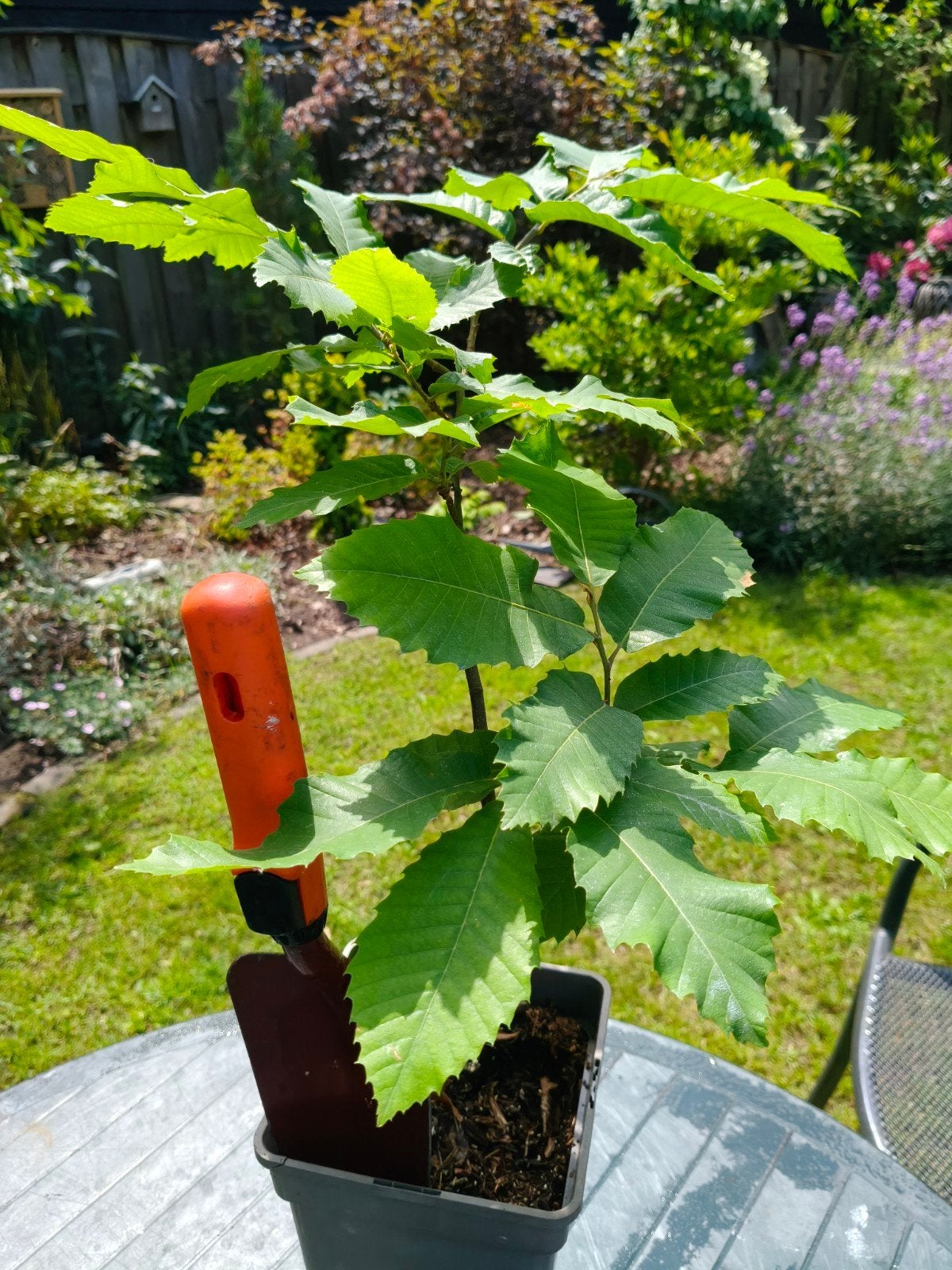 Tamme kastanje no 1, Ophalen of Verzenden, Minder dan 100 cm, Volle zon, In pot