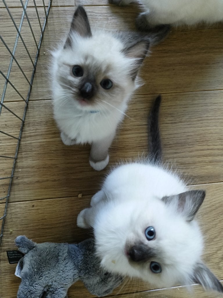 Ragdoll kittens / raskittens/ kitten / langharig, Meerdere dieren, Ontwormd, 0 tot 2 jaar