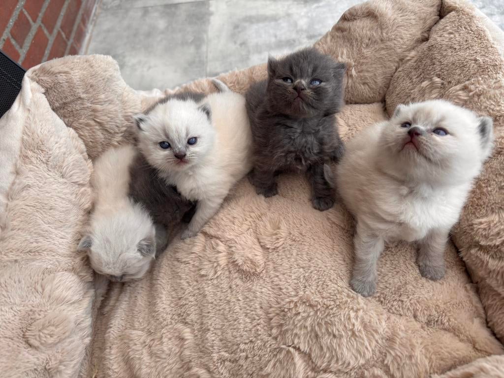 Britse korthaar kittens te koop, Kater