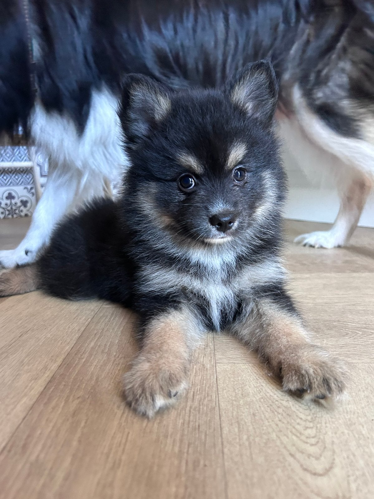 Pomsky, Dieren en Toebehoren, 8 tot 15 weken, Poolhond, Parvo, Meerdere