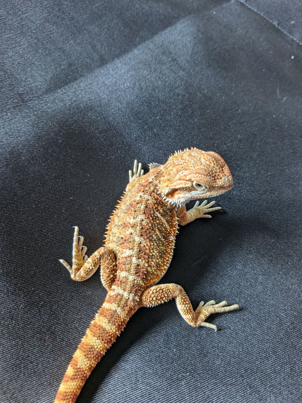 Baardagaam ( Pagona Vitticeps ) Bearded Dragon photo 12