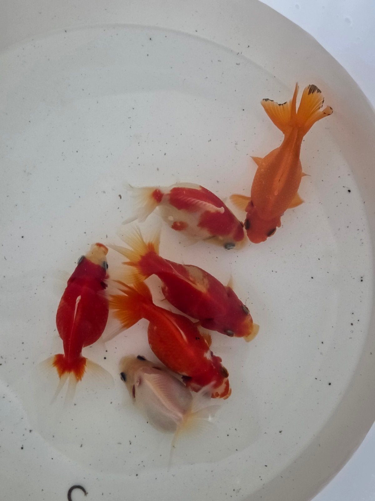 fancy shorttail sluiers., Vis, Zoetwatervis