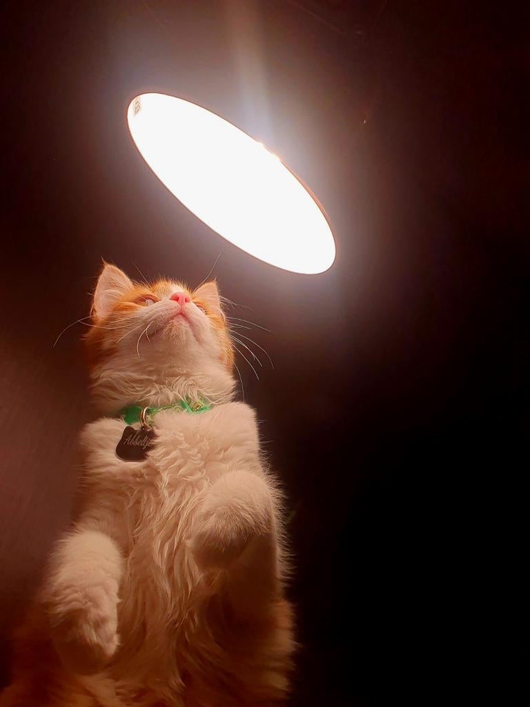 Halve Siberische kittens verwacht., Dieren en Toebehoren, Meerdere dieren
