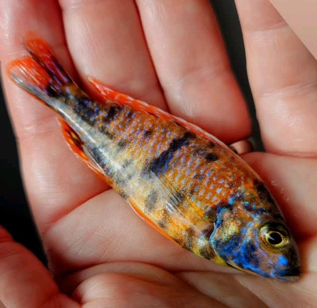 Xclusief koppel Fryeri Red Galaxy (eigen kweek), Dieren en Toebehoren, Vissen | Aquariumvissen, Vis
