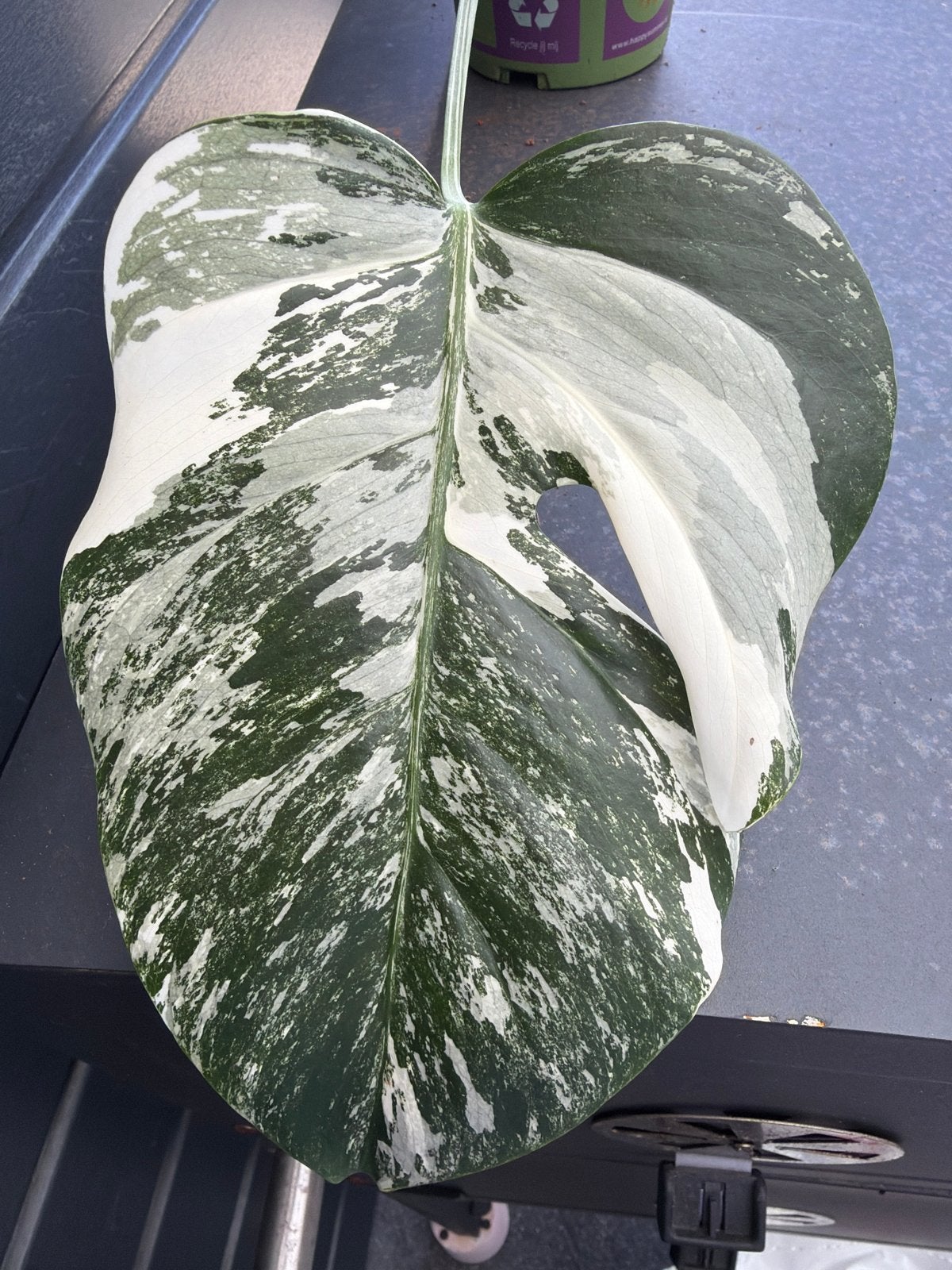 Monstera Albo Variegata stek met actief groeipunt, Vaste plant, Bloeit niet, Halfschaduw, Ophalen