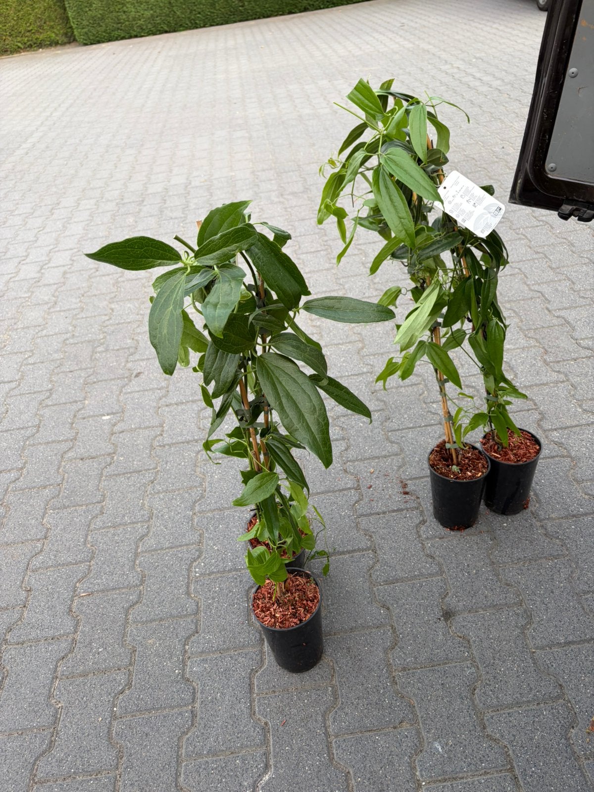 Clematis groenblijvend bloeit met witte bloemen, Overige soorten, Lente, 100 tot 250 cm, Ophalen
