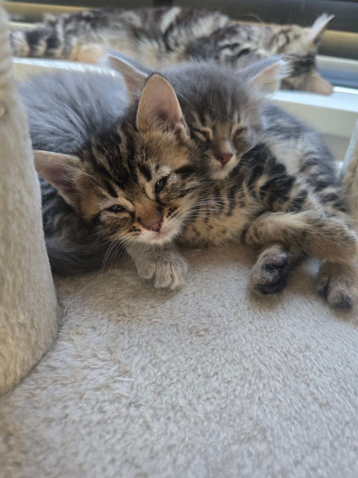 Sociale kittens zoeken samen een liefdevol thuis, Meerdere dieren, 0 tot 2 jaar