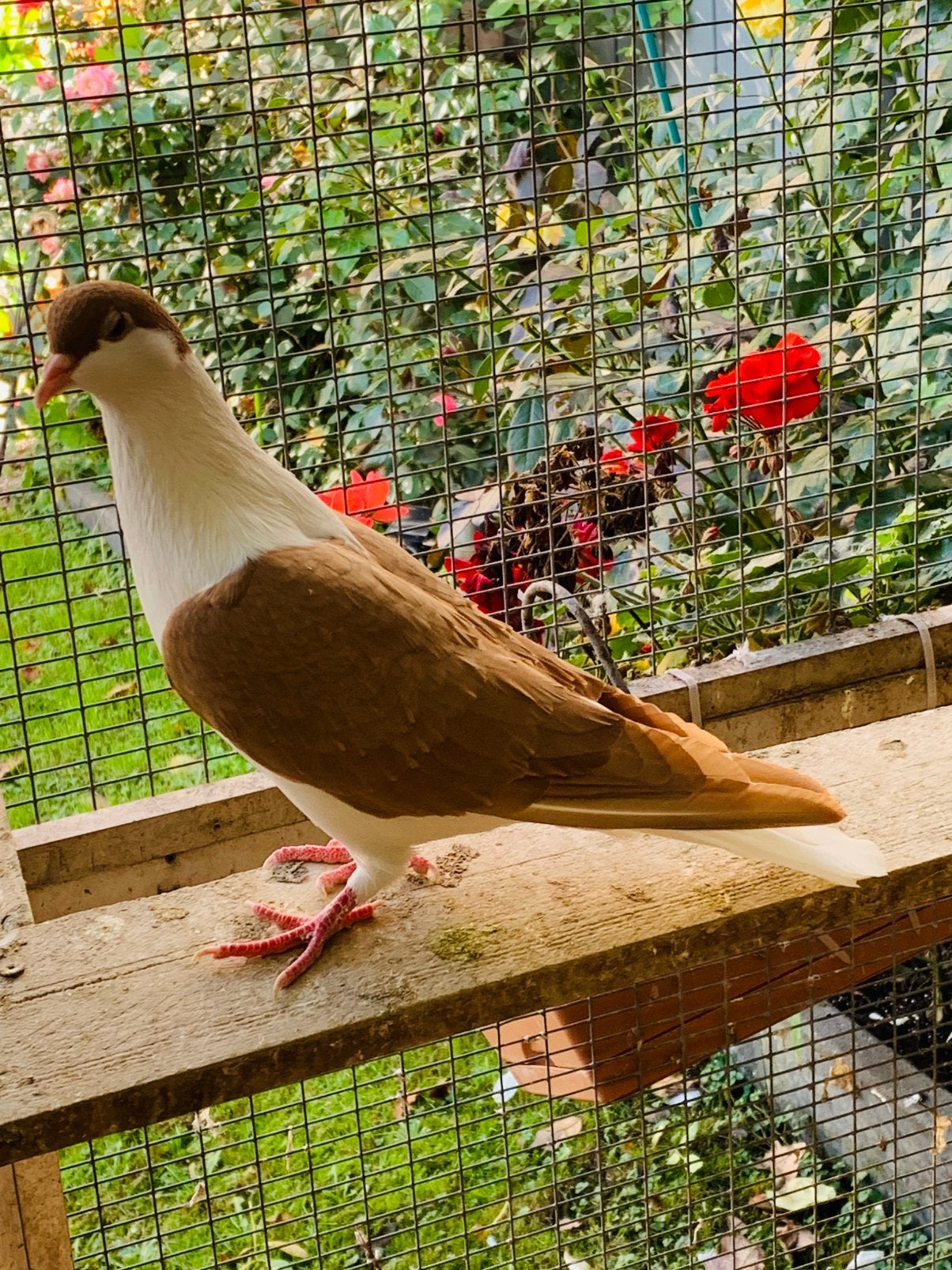 Afghans Duiven te koopt, Dieren en Toebehoren