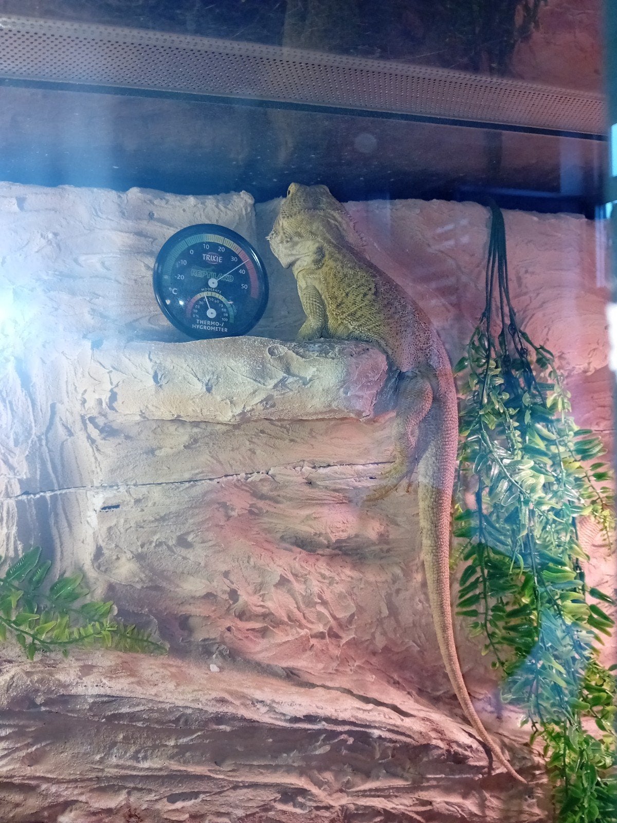 te koop koppeltje baardagamen, Dieren en Toebehoren, Amfibie, 0 tot 2 jaar