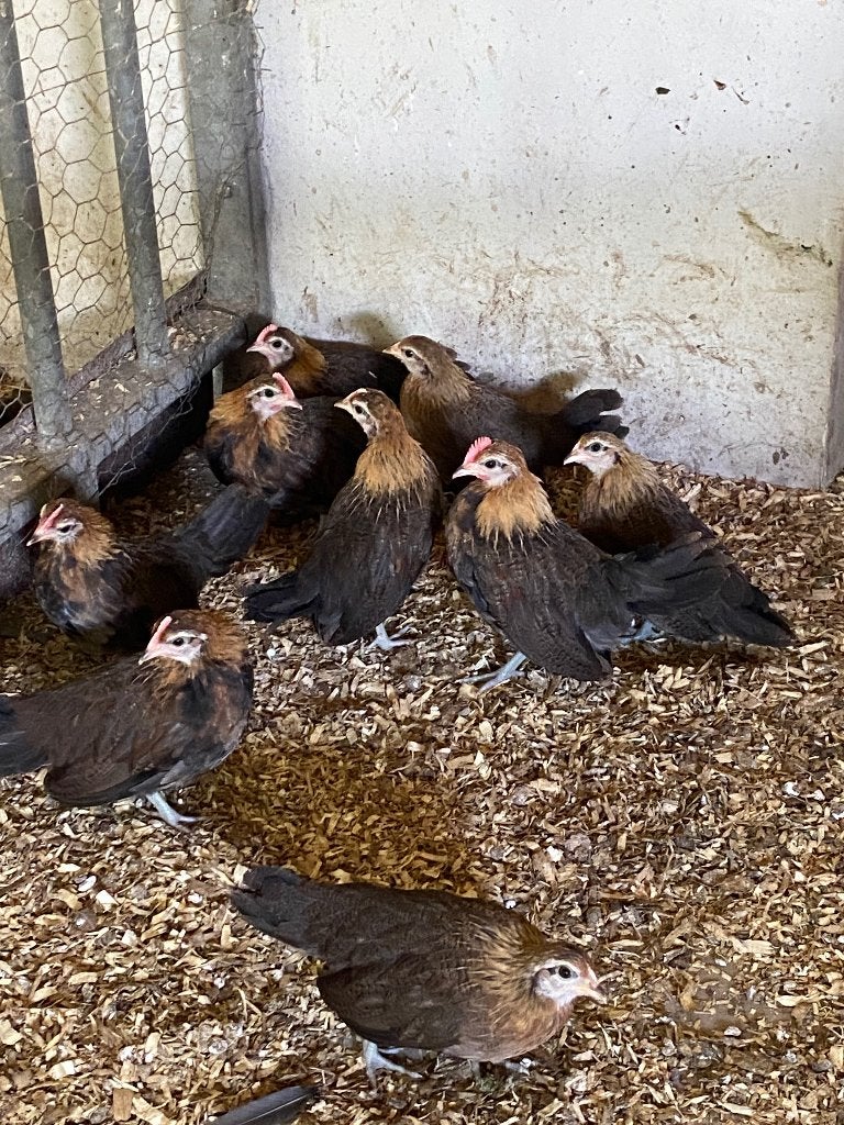 Holandse kriel haantjes, Dieren en Toebehoren, Mannelijk, Kip