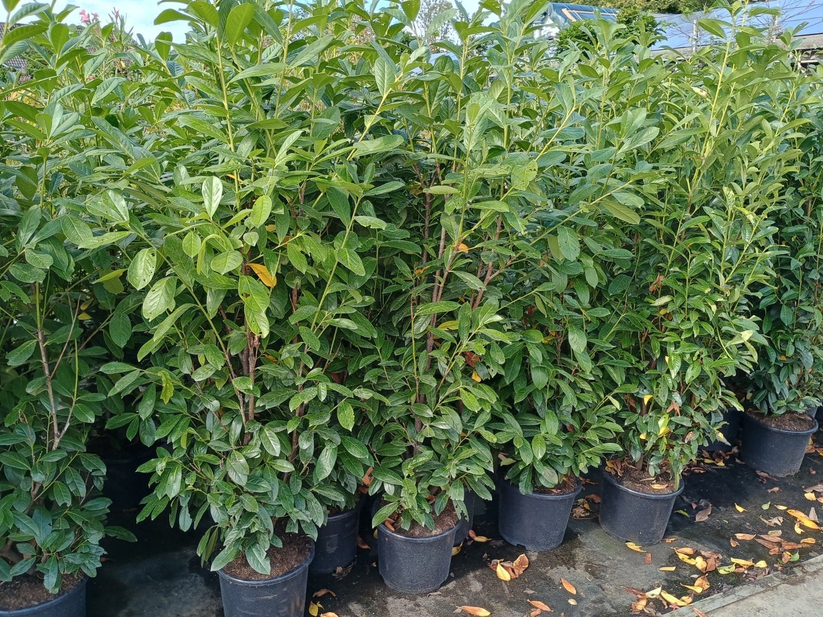 Laurier Haagplant - Prunus Laurocerasus, Overige soorten, Vaste plant, Ophalen of Verzenden, Halfschaduw