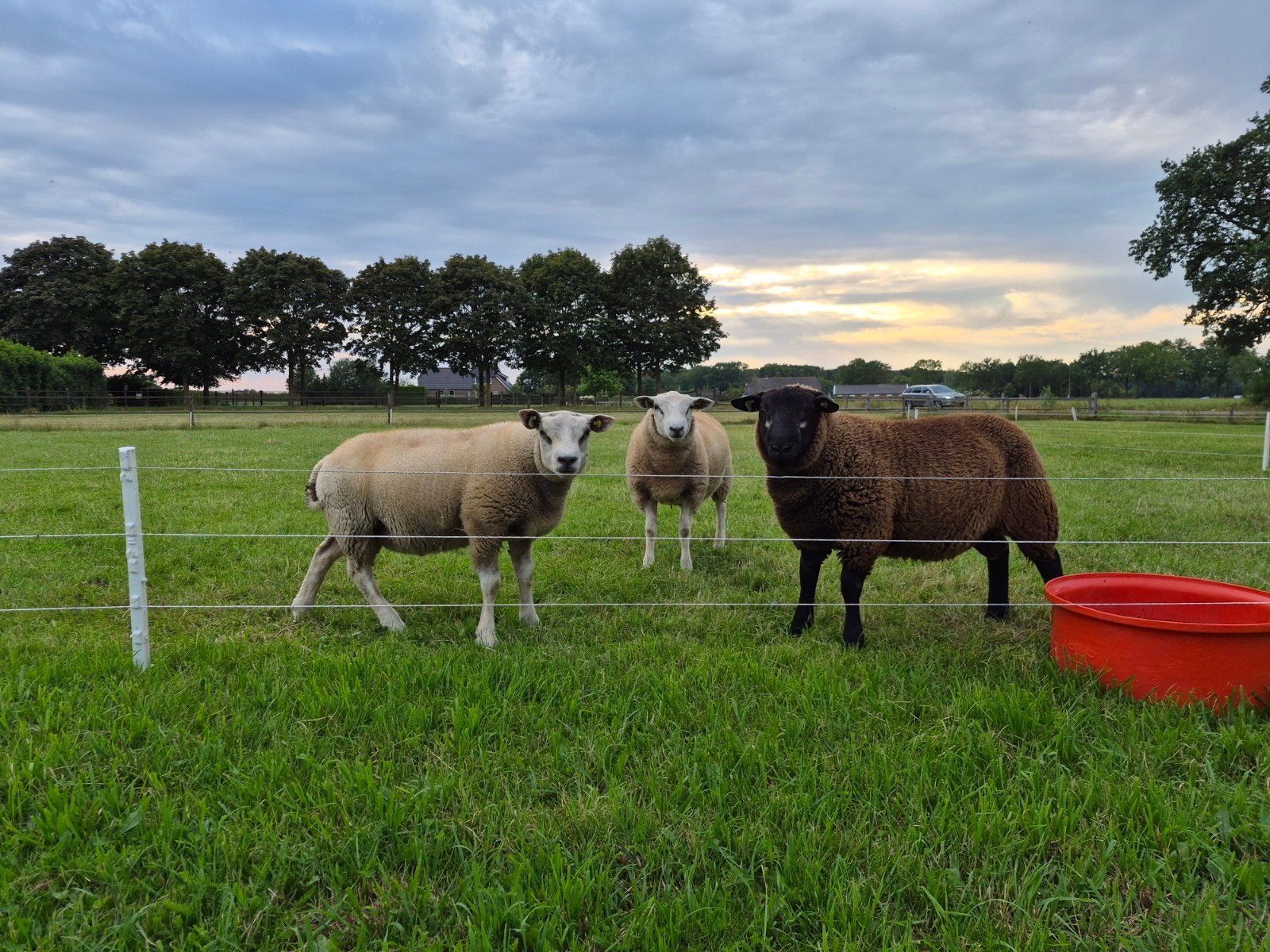 Prachtige zware blauwe swifter dekrammen texelaar ram schaap, Mannelijk, Schaap, 0 tot 2 jaar