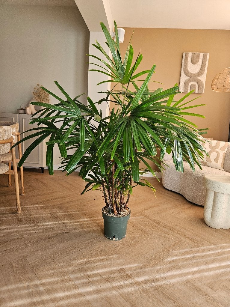 Kamerplant Rhapis 150x100cm incl pot & ingebouwde watermeter, Ophalen, 100 tot 150 cm, Palm, Halfschaduw