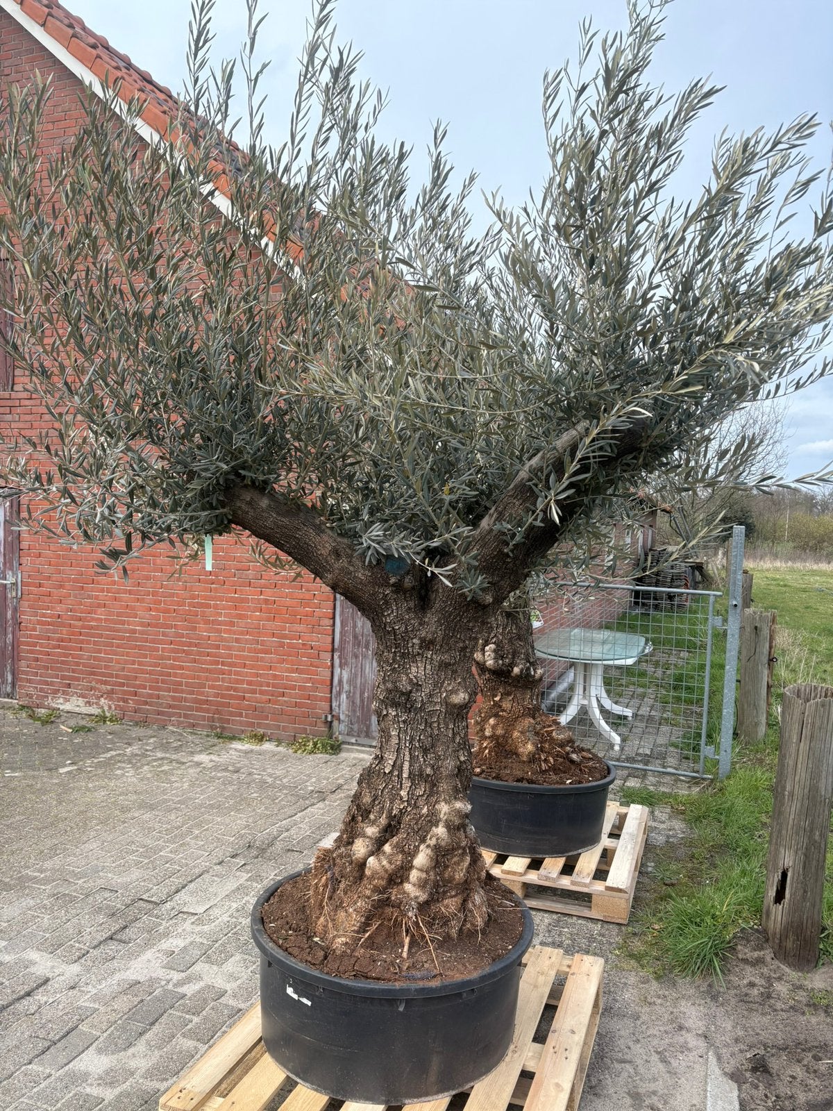 Olijfboom, Bloeit niet, Olijfboom, 250 tot 400 cm, Ophalen