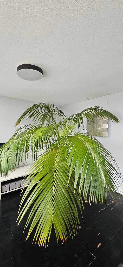 Grote volwassen Kentia palm – 225 cm hoog / 260 cm breed, Ophalen, 200 cm of meer, Palm, Halfschaduw