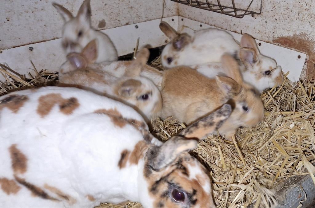 Te koop mooie 3 kleur rex voedster met haar 6 jongen, Dieren en Toebehoren, Konijnen, Vrouwelijk, Dwerg, Hangoor
