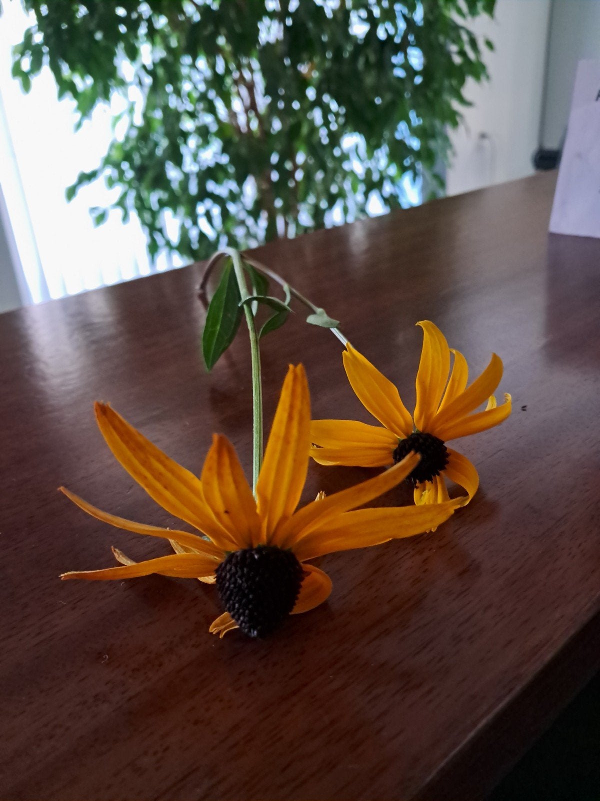 Vaste planten en boom, Ophalen of Verzenden, Overige soorten, Minder dan 100 cm