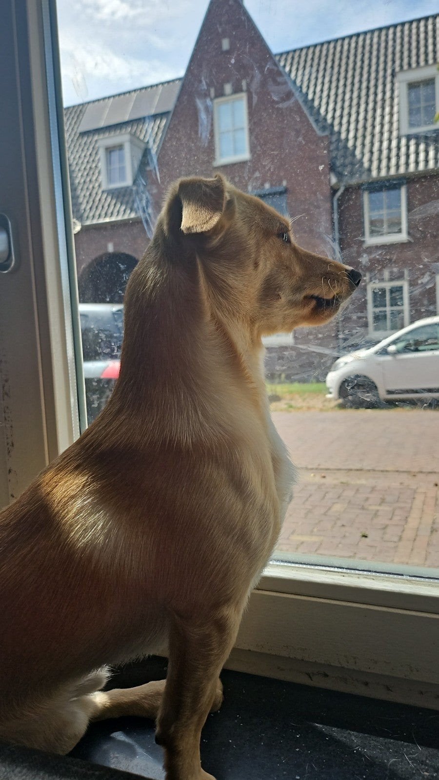 liefdevol huisje gezocht, Reu, 1 tot 2 jaar, Eén hond, Middel