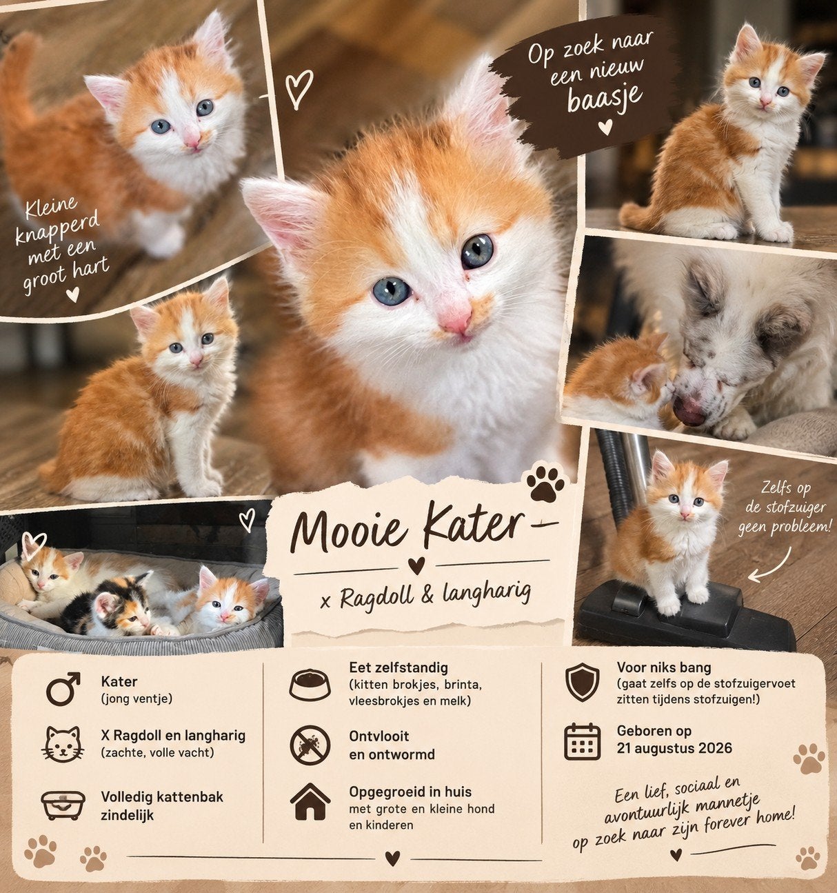 geweldige kruising ragdoll kitten op zoek naar personeel, Dieren en Toebehoren, Meerdere dieren, Langharig, 0 tot 2 jaar