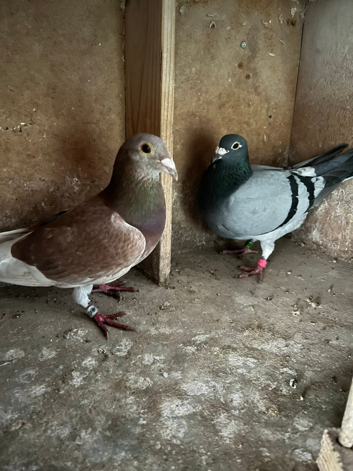Mooi koppel, Meerdere dieren, Overige soorten