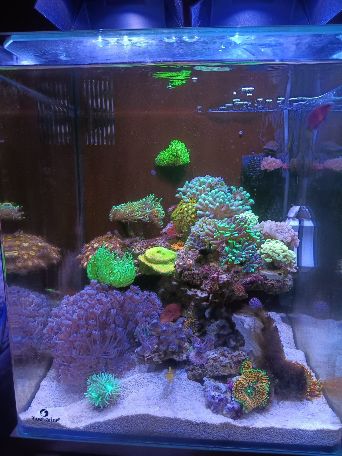 zeeaquarium, Ophalen, Zo goed als nieuw, Gevuld zeewateraquarium