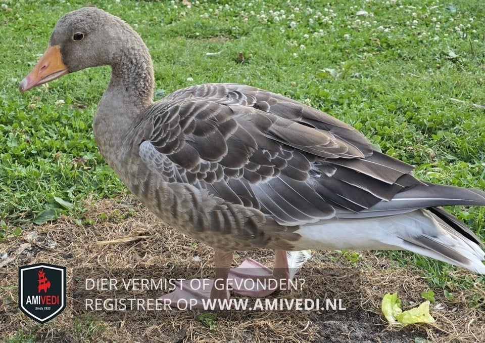 Vermist in Westzaan onze grauwe gans Boefboef, Dieren en Toebehoren, Vogel