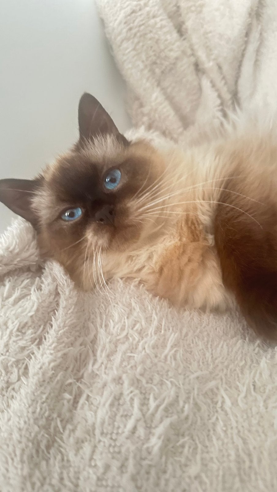 Ragdoll kitten, Dieren en Toebehoren, Poes, Ontwormd, 0 tot 2 jaar