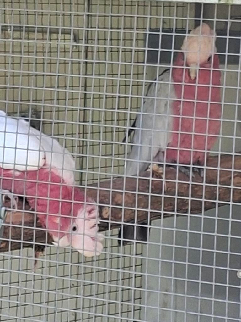 Koppel rose kaketoe s, Dieren en Toebehoren, Vogels | Parkieten en Papegaaien, Meerdere dieren, Papegaai
