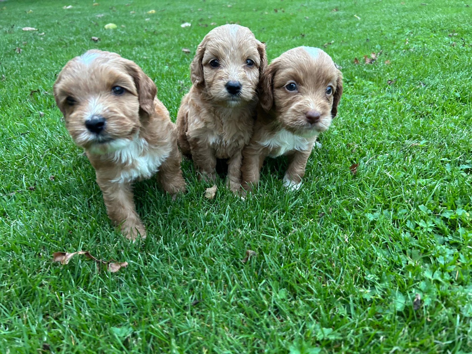 Mooie labradoodle pups, Overige rassen, 8 tot 15 weken, Teef, Meerdere