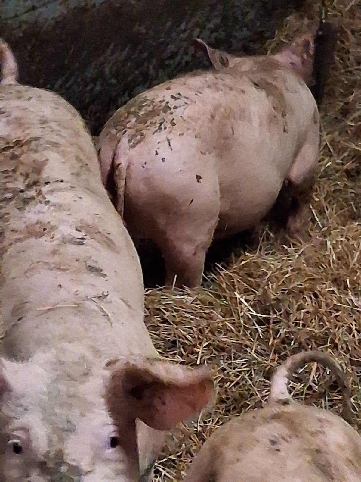 biggen, Meerdere dieren, Varken