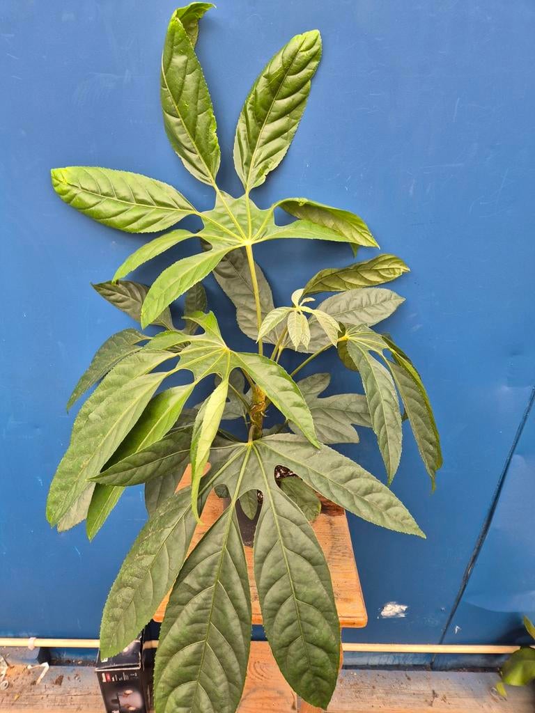 Trevesia burcki p14 (4), Huis en Inrichting, Kamerplanten, Ophalen of Verzenden, Halfschaduw, Minder dan 100 cm