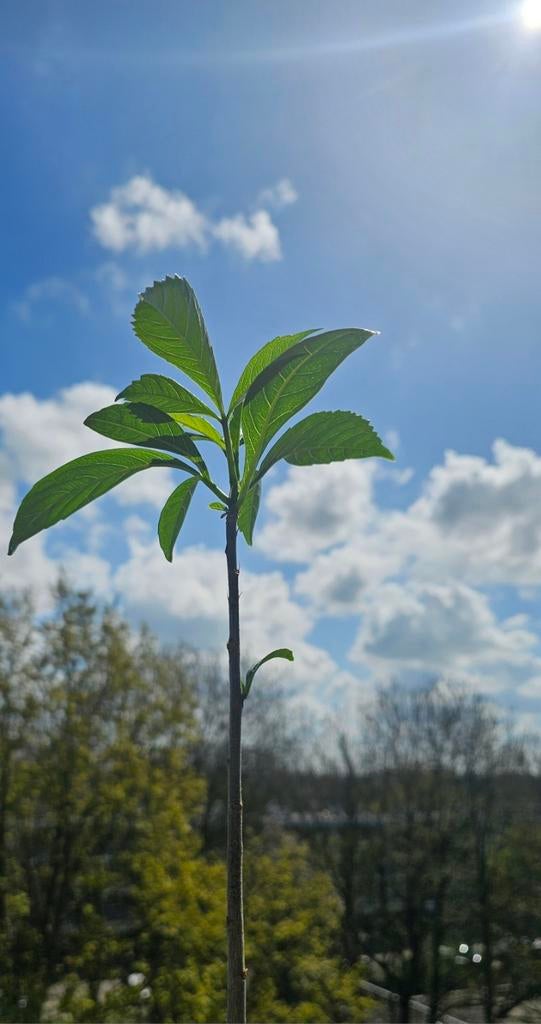 Afrikaanse Baobab Adansonia Digitata, Huis en Inrichting, Kamerplanten, Minder dan 100 cm, Groene kamerplant, Volle zon, Ophalen of Verzenden
