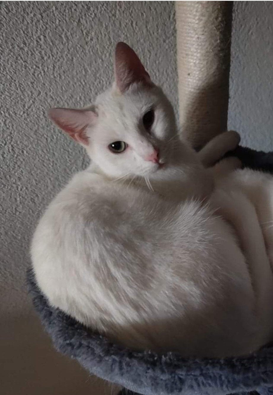 Sky zoekt een goed huisje., Dieren en Toebehoren, Kater, Kortharig, 3 tot 5 jaar