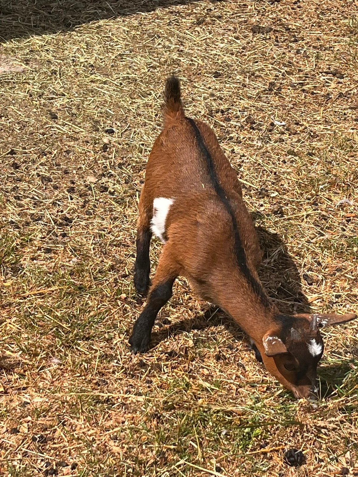 Te koop. Dwerg geiten! 2vrouwtjes en 1bokje !, Dieren en Toebehoren, Schapen, Geiten en Varkens, Meerdere dieren, 0 tot 2 jaar