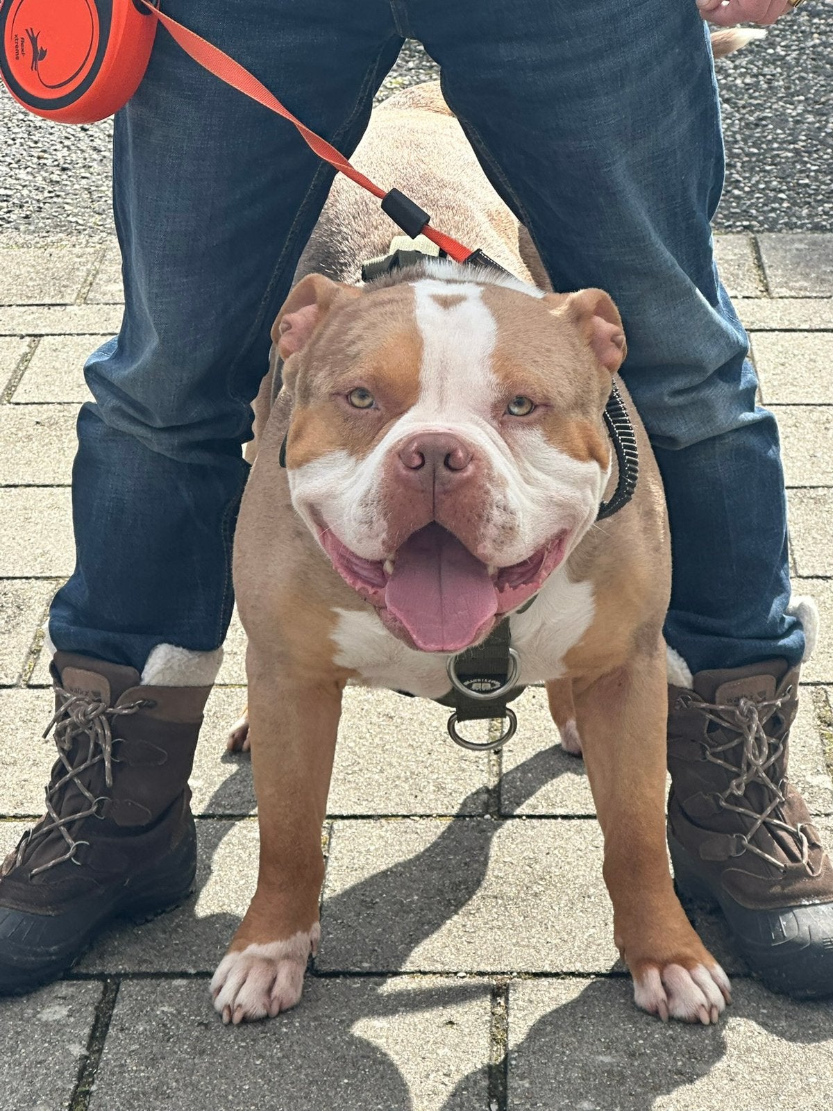 American bully xl, Dieren en Toebehoren, Reu, Bulldog, Eén hond, 3 tot 5 jaar