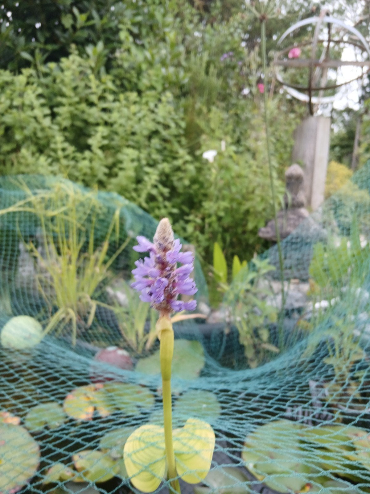 Waterplant Snoekkruid, Ophalen, Vijverpomp