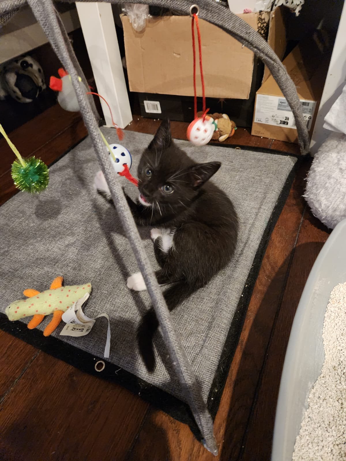 Kittens 1 een jonge