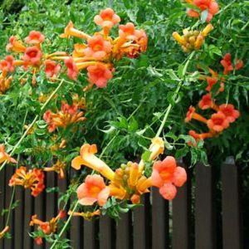 Oranje Scampsis / Trompetbloem, Tuin en Terras, Volle zon, Vaste plant, Zomer, Ophalen