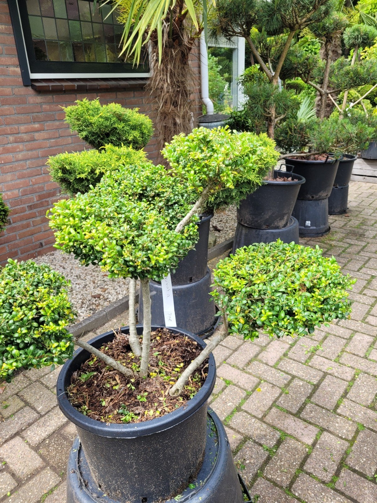 Ilex Crenata Vormsnoei - Mooie Schalen Geknipt, Tuin en Terras, Ophalen, Overige soorten, Volle zon