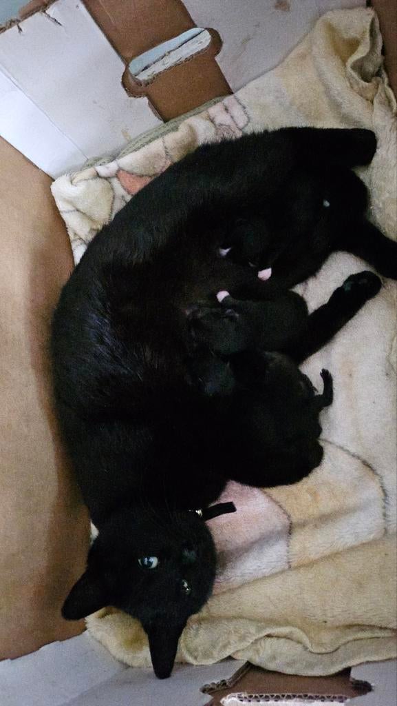 Kittens, Dieren en Toebehoren