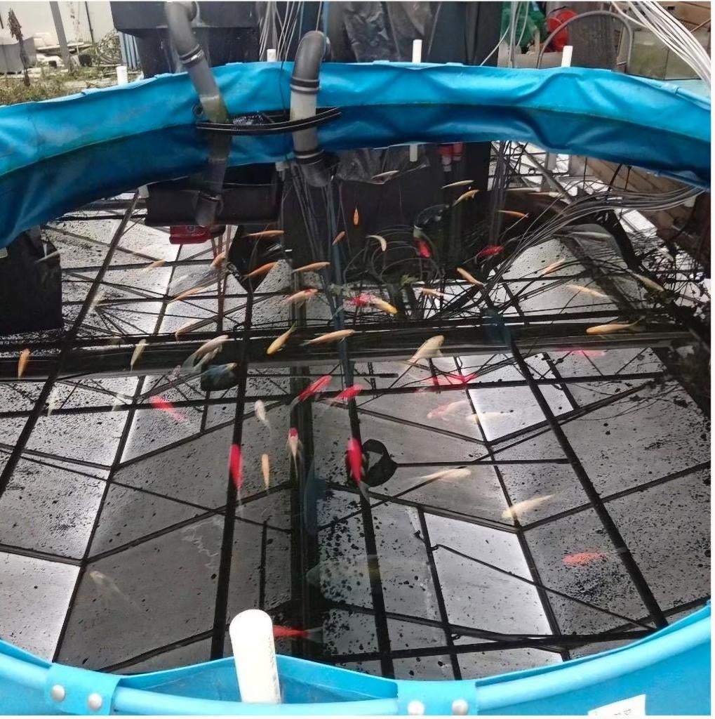 Aqua-Forte Showvat 300x70 cm | Koi vat / opvang / zwembad, Dieren en Toebehoren, Vissen | Vijvervissen, Overige soorten