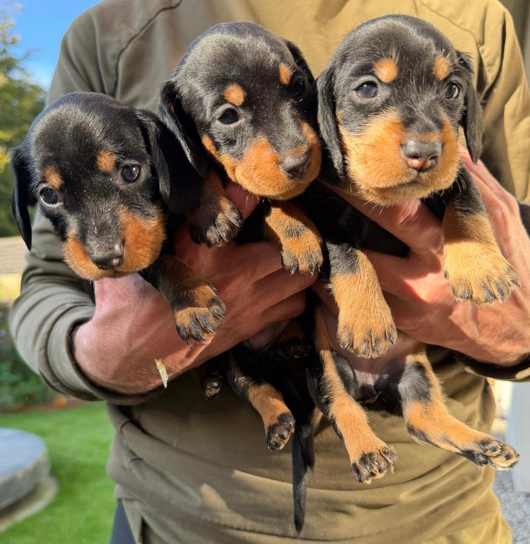 Teckel pups Black&tan Choco&tan, Dieren en Toebehoren, Standaard, 8 tot 15 weken, Meerdere, Meerdere dieren