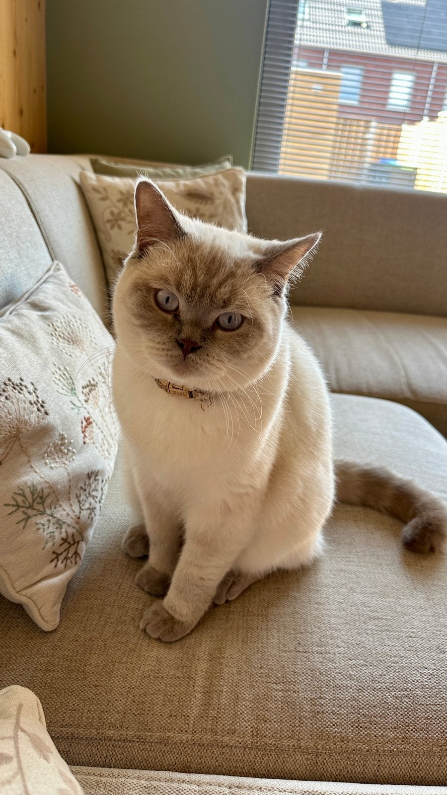 British Shorthair Blue Point, Kater, Ontwormd, 0 tot 2 jaar