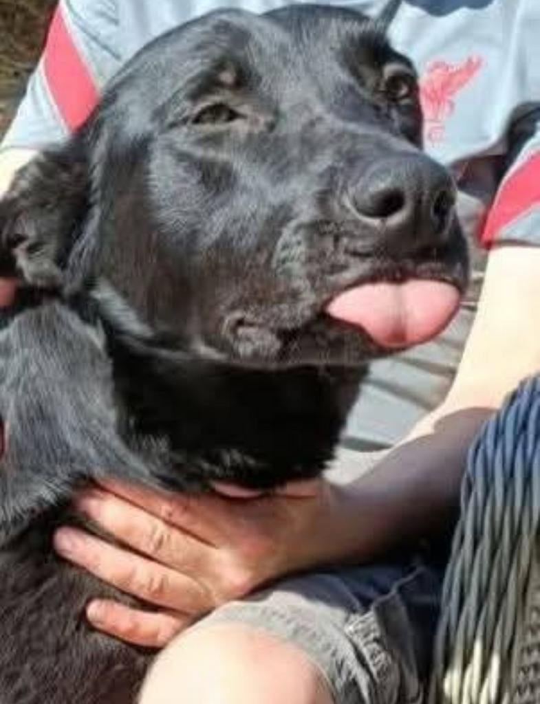Lieve zes jaar oude Mechelse herder, 6 jaar of ouder, Teef, Parvo, Eén hond